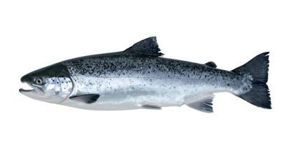 Side view of a fresh salmon isolated on transparent background, perfect for food and cooking projects