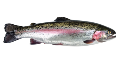 Rainbow trout swimming underwater, isolated on transparent background, ideal for graphic projects related to fishing, wildlife or seafood