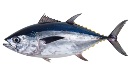 Bluefin tuna displaying silvery scales, lying flat against translucent backdrop, highlighting marine fishing industry freshness
