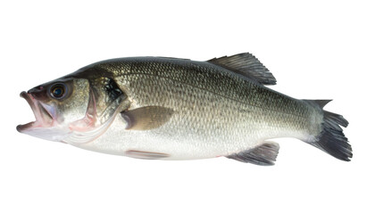 Naklejka premium Fresh sea bass fish isolated on transparent background, ideal for seafood restaurant menus or fishing industry marketing materials