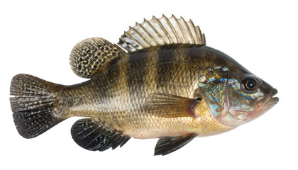 Naklejka premium Freshwater fish isolated on transparent background, ideal for digital compositions related to fishing or wildlife