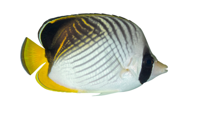 Profile view of a colorful Threadfin Butterflyfish, showcasing its distinctive markings and transparent background