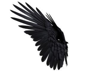  3D-rendered black wings resembling raven feathers, isolated on transparent background
