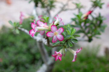 Pink Adenium flowers are blooming on a blurred background.