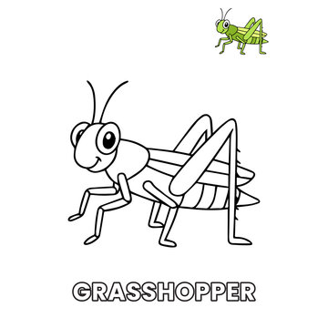 Grasshopper Animal Children Coloring Pages
