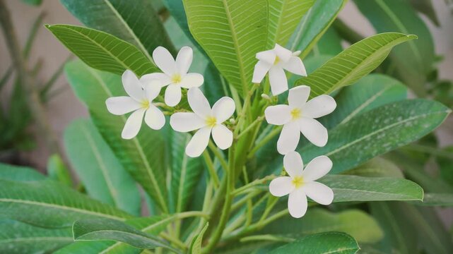 Champa flower closeup view, 4k video 