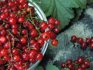 red currant berries
