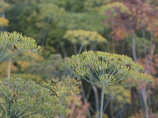 yellow flowers in the garden