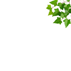 Obraz premium Green leaves from plant branches with fresh, natural view and isolated on white background