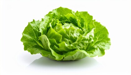 fresh green lettuce