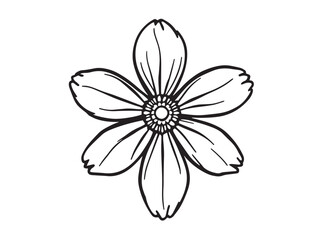 Minimalist helichrysum floral sketch outline drawing