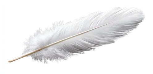 Single white feather isolated on white (1)