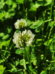 Delicate white clover flower among green grass. botanical portrait
