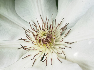 White clematis flower close up