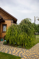 Weeping birch thriving beside brick home, paved walkway, vintage street lamp nearby