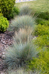 Blue fescue grass clustering near wood mulch, forming soft textures within ornamental garden landscaping