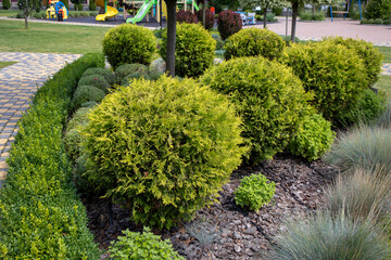 Golden globe arborvitae and boxwood hedge decorating a playground area with wood chips and paved path