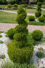 Spiraling trimmed thuja occidentalis growing near paved garden path with white gravel ground cover
