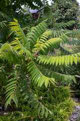 Smooth sumac branches displaying pinnately compound foliage within botanical garden setting