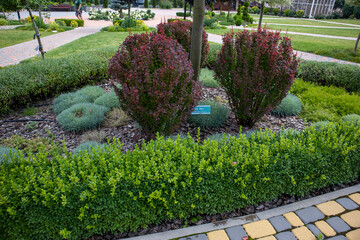 Manicured boxwood hedges bordering vibrant barberry shrubs creating geometric landscape pattern in sunlit urban park setting
