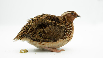 Close-up of guinea fowls
