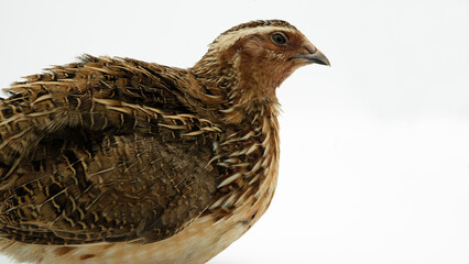 Close-up of guinea fowls