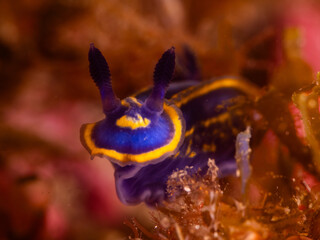 Underwater shot a beautiful seaslug in the Mediterranean sea (Felimare fontandraui)