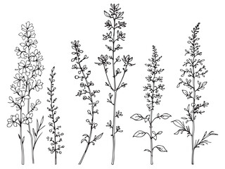 Indian paintbrush illustration in minimalist line art