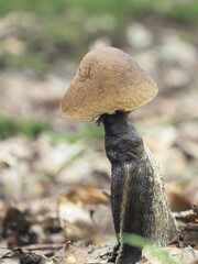 A young mushroom with a brown cap and a dark, elongated stem grows among fallen leaves in the...