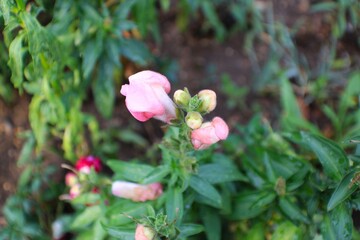 pink and yellow flowers
