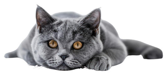 PNG Relaxed gray cat lying down