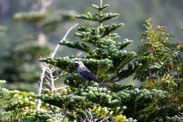 Marie's fir and beautiful crows named Hoshigarasu in the high mountain belt