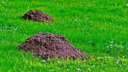 Piles of earth left by moles on the grass.