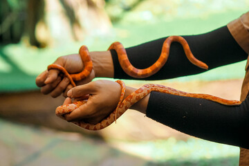 close up of hand holding corn snake