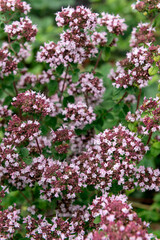 Origanum majorana - MarjorumJuly, summer, plant, garden, gardening, herb, flower, flowers, flowering, pink, perennial,