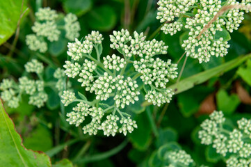 Stonecrop - sedum flowers coming in to bloom. July, summer, plant, garden, gardening, flower, flowers, flowering, pink, perennial,