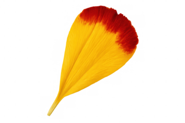 Vivid marigold petal revealing intricate red and yellow coloration, backlit against transparent backdrop