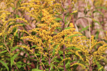 Tall yellow flowers swaying in the wind create a bright accent among the green grass, reflecting...