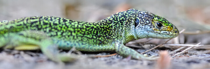 Portrait of a Green lizard on a forest path. Lacerta viridis, Touraine, Indre et Loire 37, région Centre Val de Loire, France, European Union, Europe