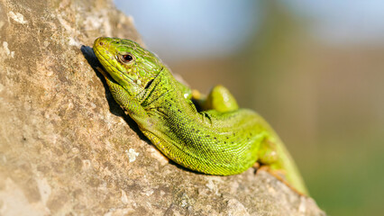 Green lizard sunning on a rock. Lacerta viridis, Touraine, Indre et Loire 37, région Centre Val de Loire, France, European Union, Europe