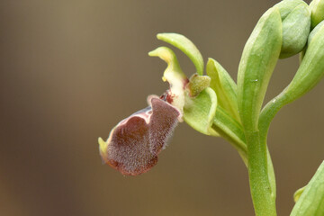 A detailed macro shot of a single Ophrys flavomarginata orchid, also known as the yellow-margined bee orchid, showcasing its delicate petals and unique pattern.