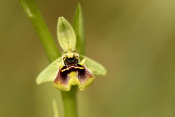 A macro photograph of a 