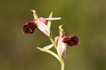 Obraz premium A detailed shot of two Ophrys elegans orchid flowers on a stalk, showing their unique light-colored sepals and intricately patterned labellum.