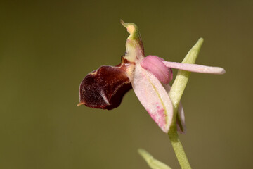 A macro horizontal shot of a vibrant Ophrys elegans orchid with intricate pink and deep brown petals and a long green stem, against a blurred natural background.