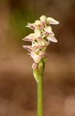 A close-up of a slender stalk of Neotinea maculata, also known as the Dense-flowered Orchid, showcasing numerous small, delicate pink and white speckled blooms. 