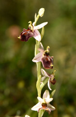  Close-up of a stalk of delicate bee orchids in a natural setting, showcasing their intricate, insect-mimicking petals. A beautiful example of nature's mimicry and biodiversity.