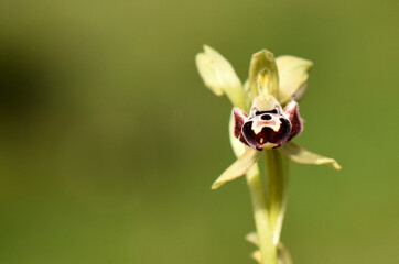 macro close-up of Ophrys kotschyi orchid, with its distinctive dark, insect-mimicking labellum and patterned surface. It is positioned on the right,offering clear copy space to the left.