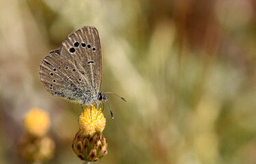A delicate Paphos Blue butterfly, endemic to Cyprus, with subtle brown wings marked by small black spots, rests gently on a textured yellow and brown wildflower, looking to right. 