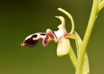 A side view macro shot of an Ophrys kotschyi orchid, displaying its distinctive dark, velvety labellum with intricate patterns and delicate sepals.