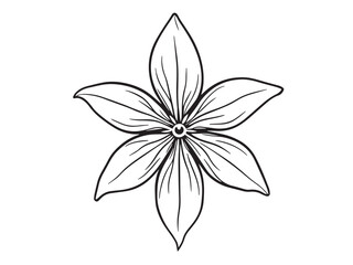 kaffir lily botanical illustration